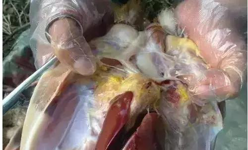 4種禽大腸桿菌的癥狀，每個你都要知道！